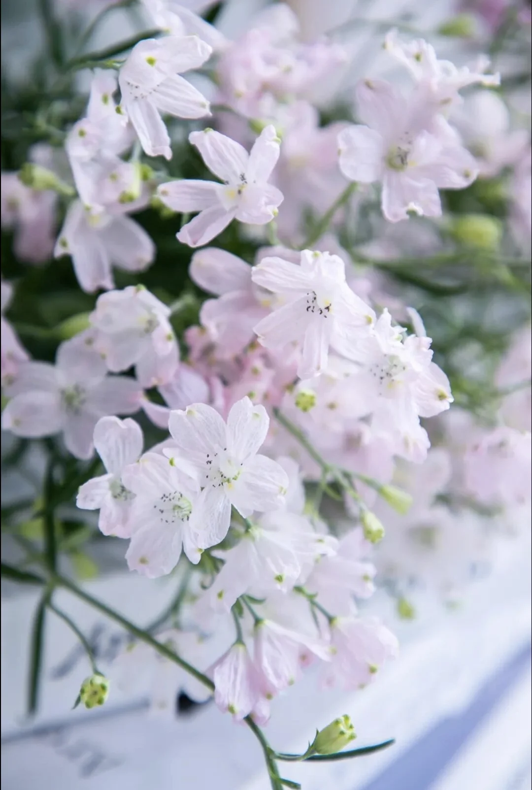 2026缤纷草花种苗新品推介会，诚邀您莅临！