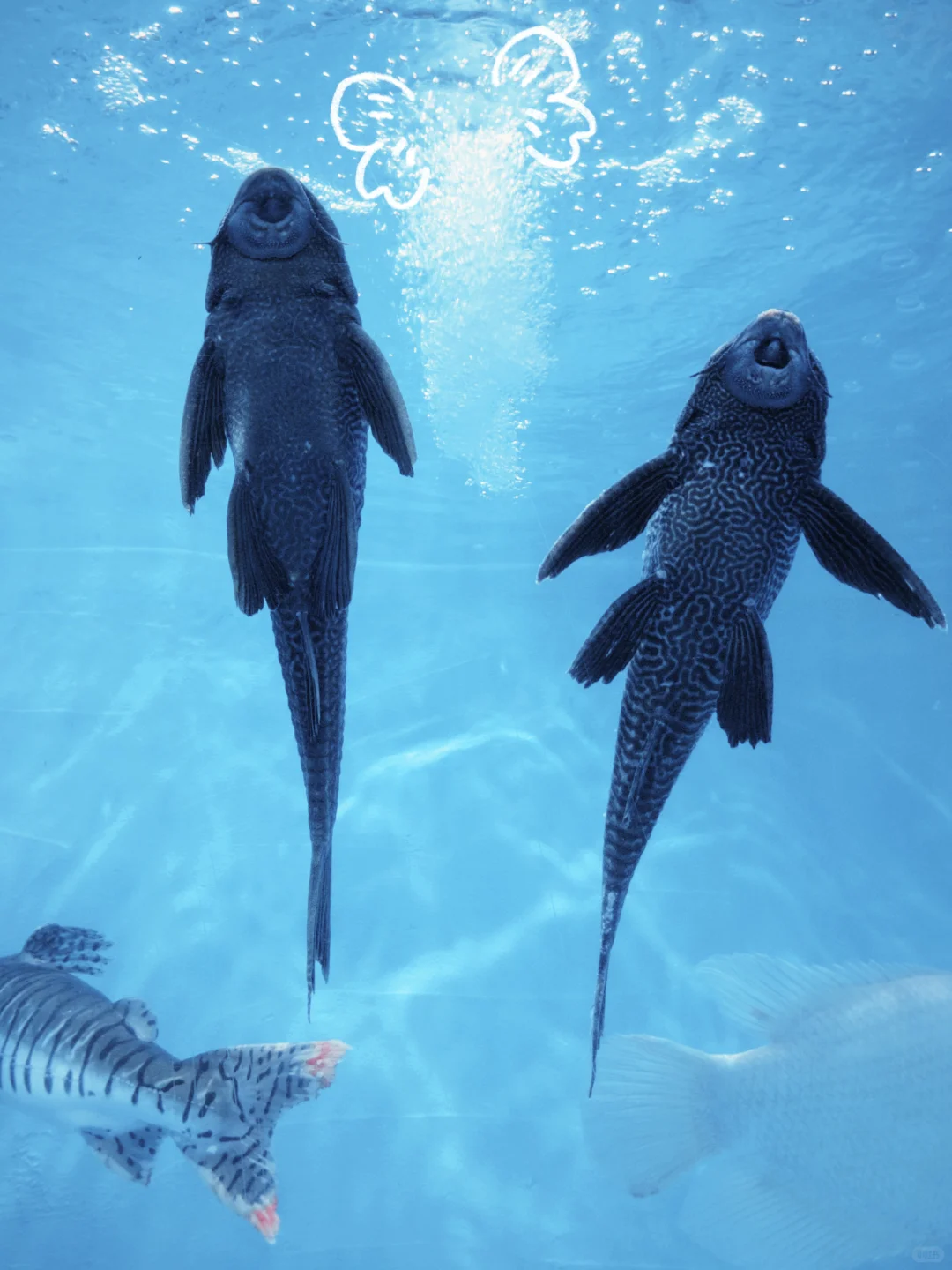 绣球花真好看???漳州东南花都