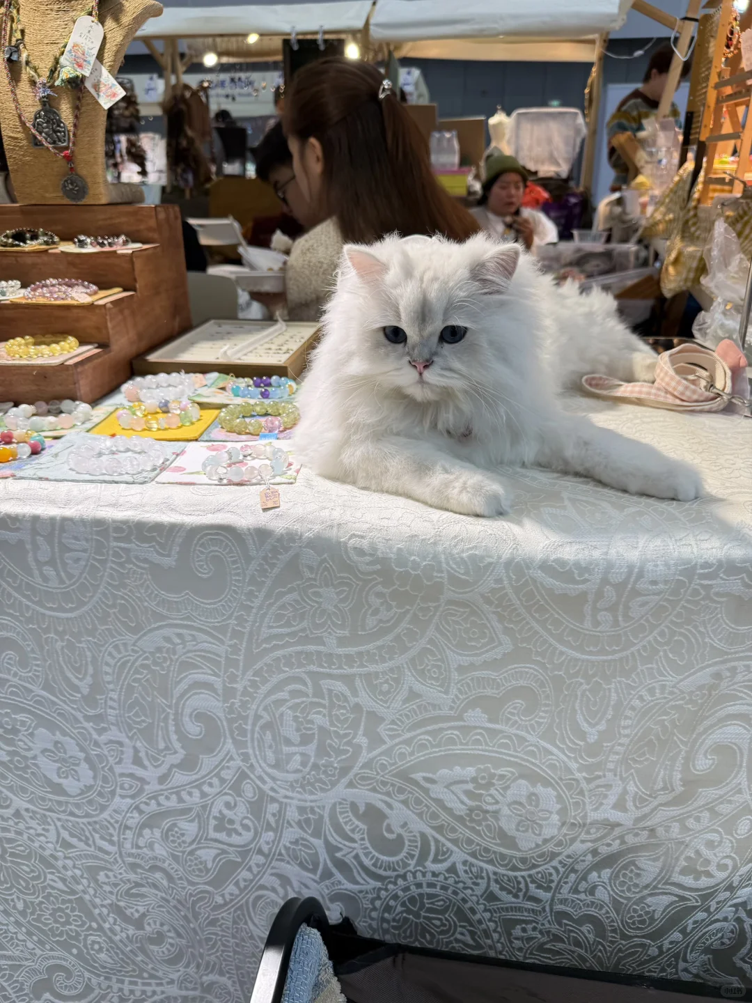 今天继续广交会！