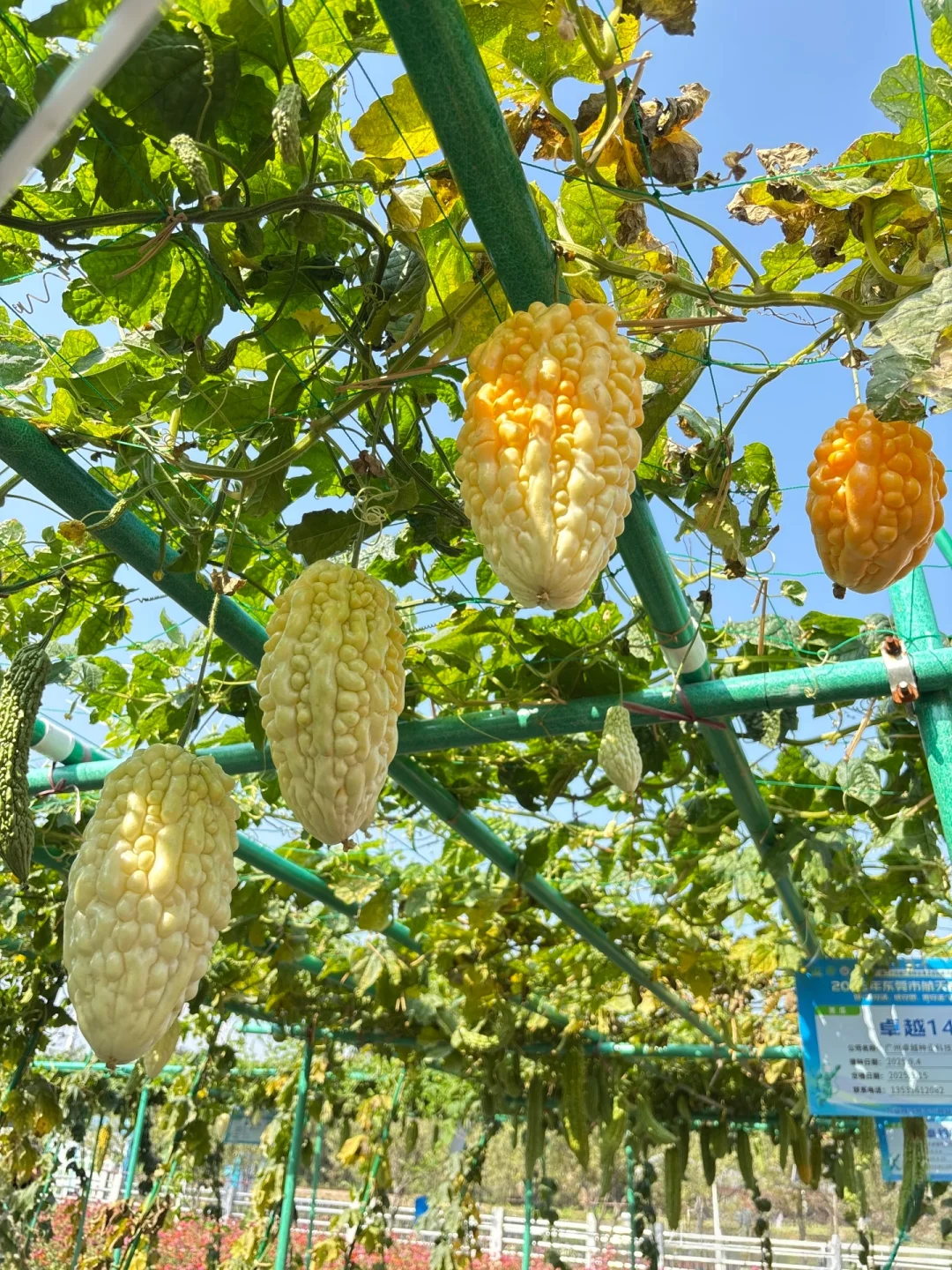 附免费预约链接?0元带娃逛东莞蔬菜展