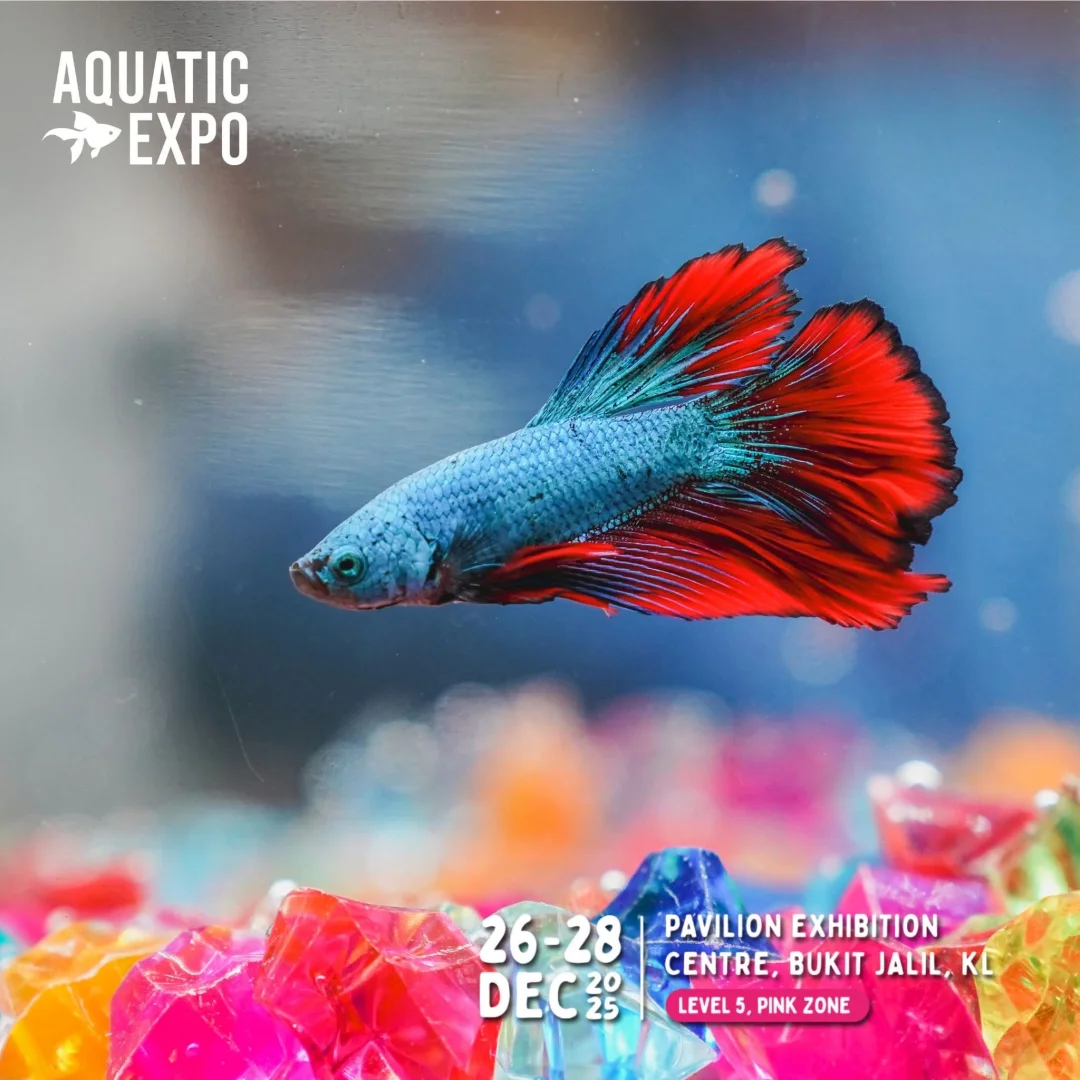 ?? 2025超大型水族展