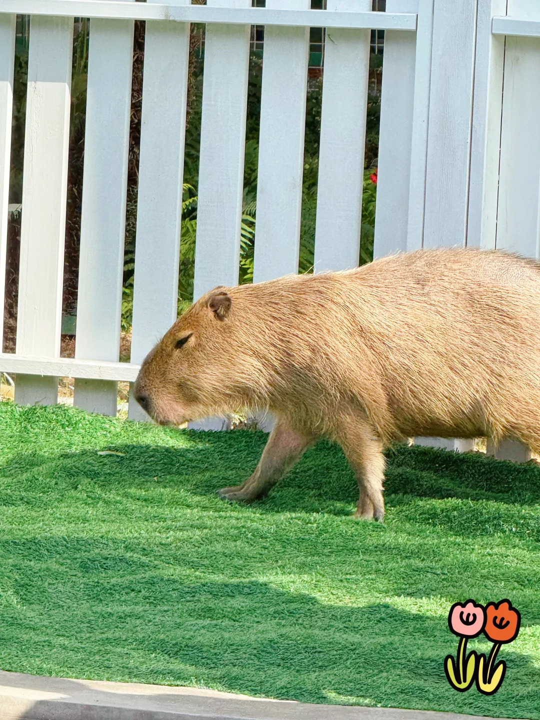 绣球花真好看???漳州东南花都
