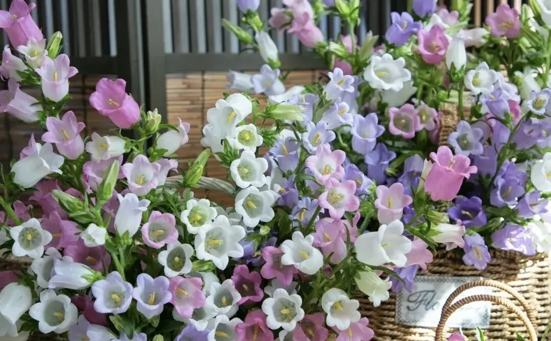 2026缤纷草花种苗新品推介会，诚邀您莅临！