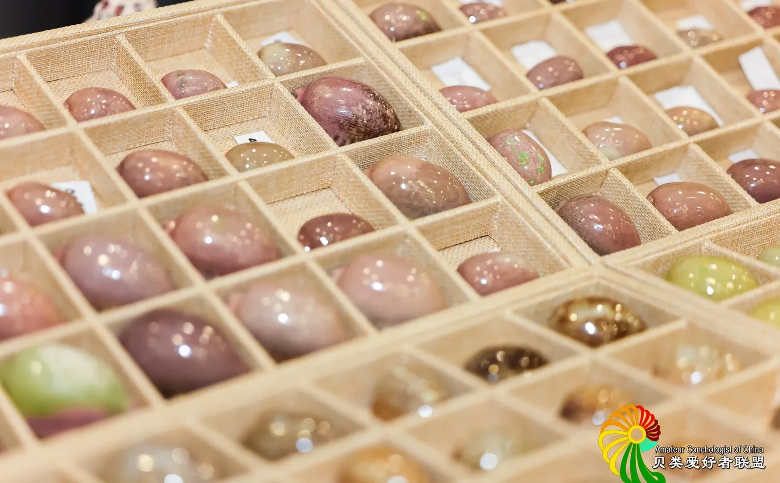 ?上海火热开展！?12.12-12.14贝壳展