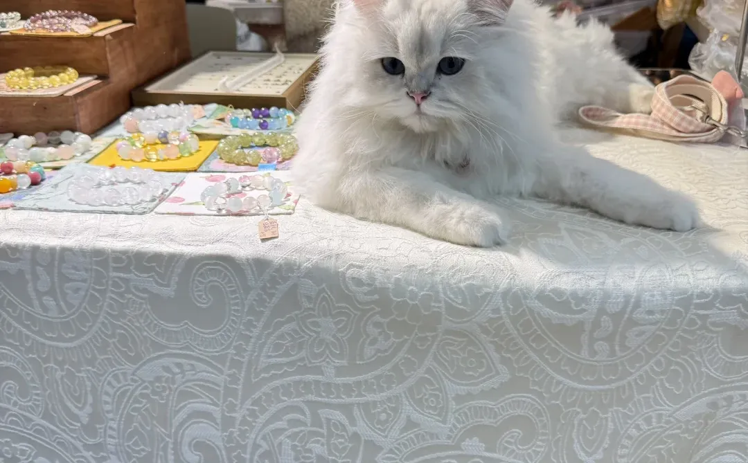 今天继续广交会！