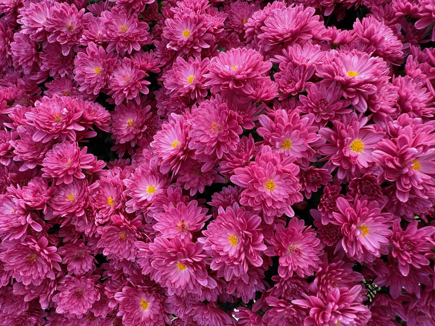 绣球花真好看???漳州东南花都