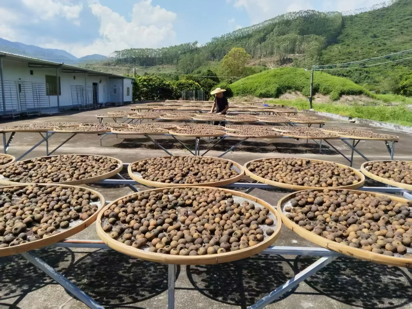 广州琶洲茶博会（陈皮展）