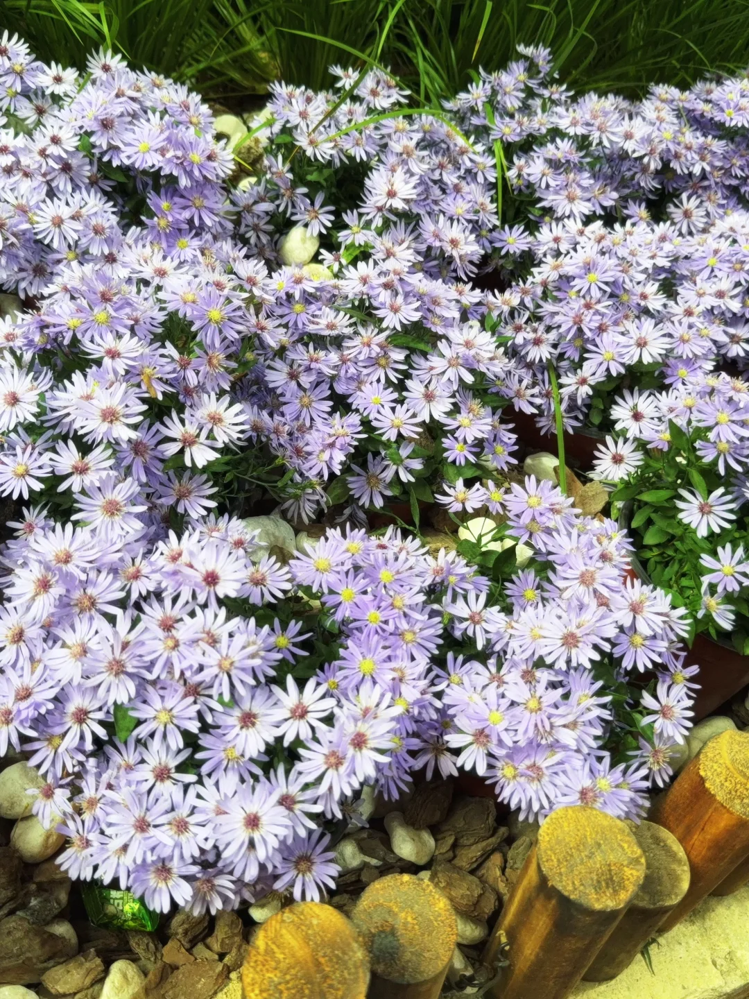 绣球花真好看???漳州东南花都