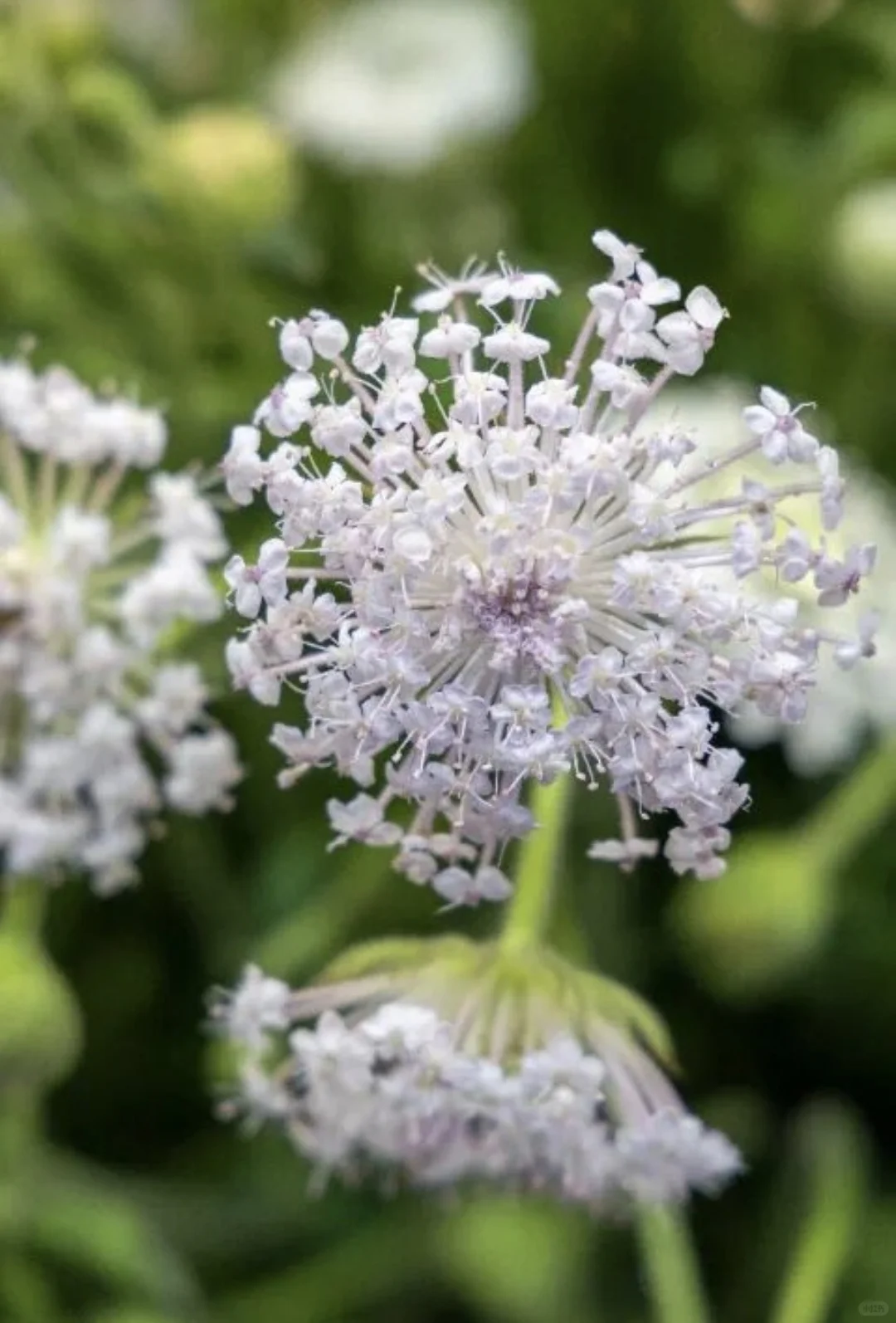 2026缤纷草花种苗新品推介会，诚邀您莅临！