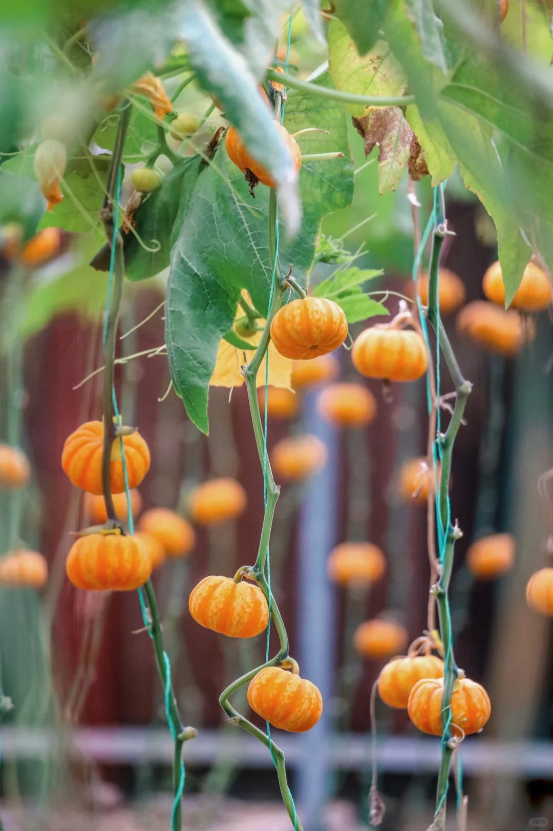 附免费预约链接?0元带娃逛东莞蔬菜展