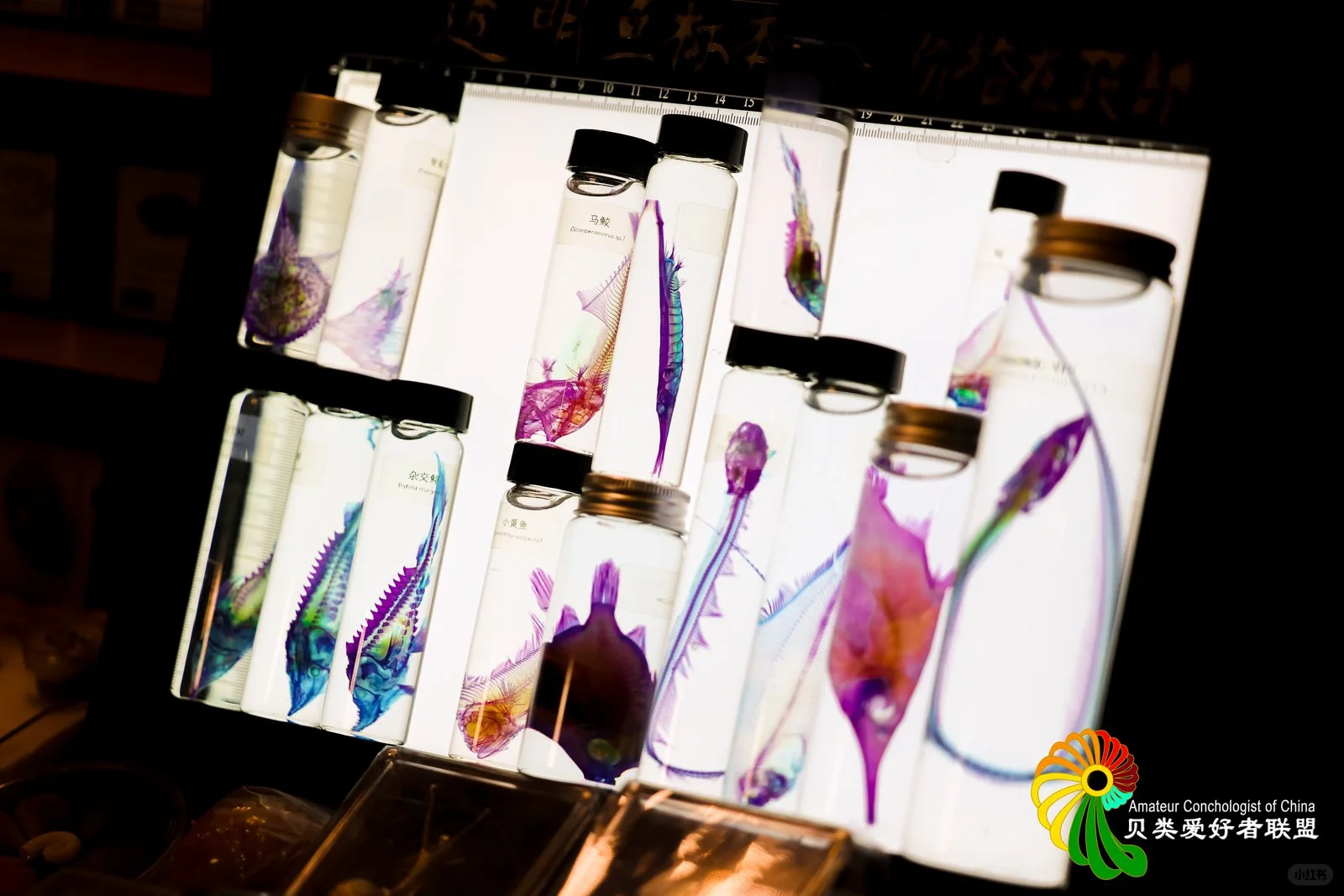 ?上海火热开展！?12.12-12.14贝壳展