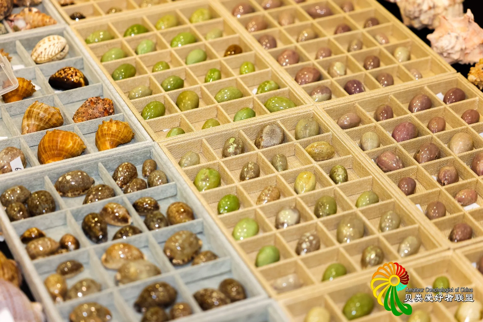 ?上海火热开展！?12.12-12.14贝壳展