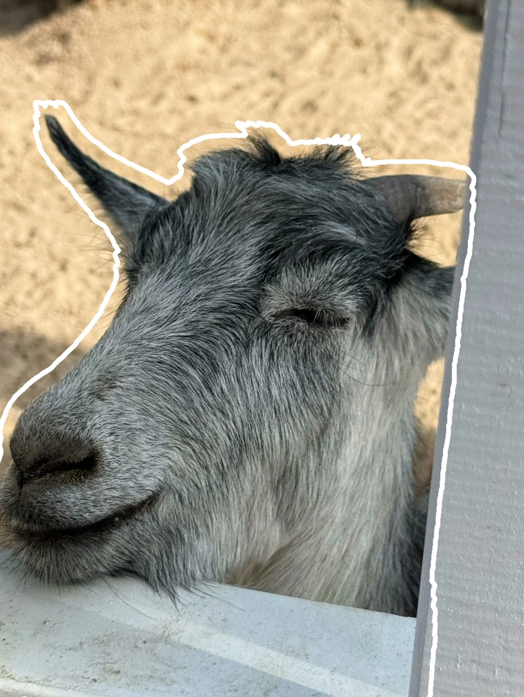 绣球花真好看???漳州东南花都