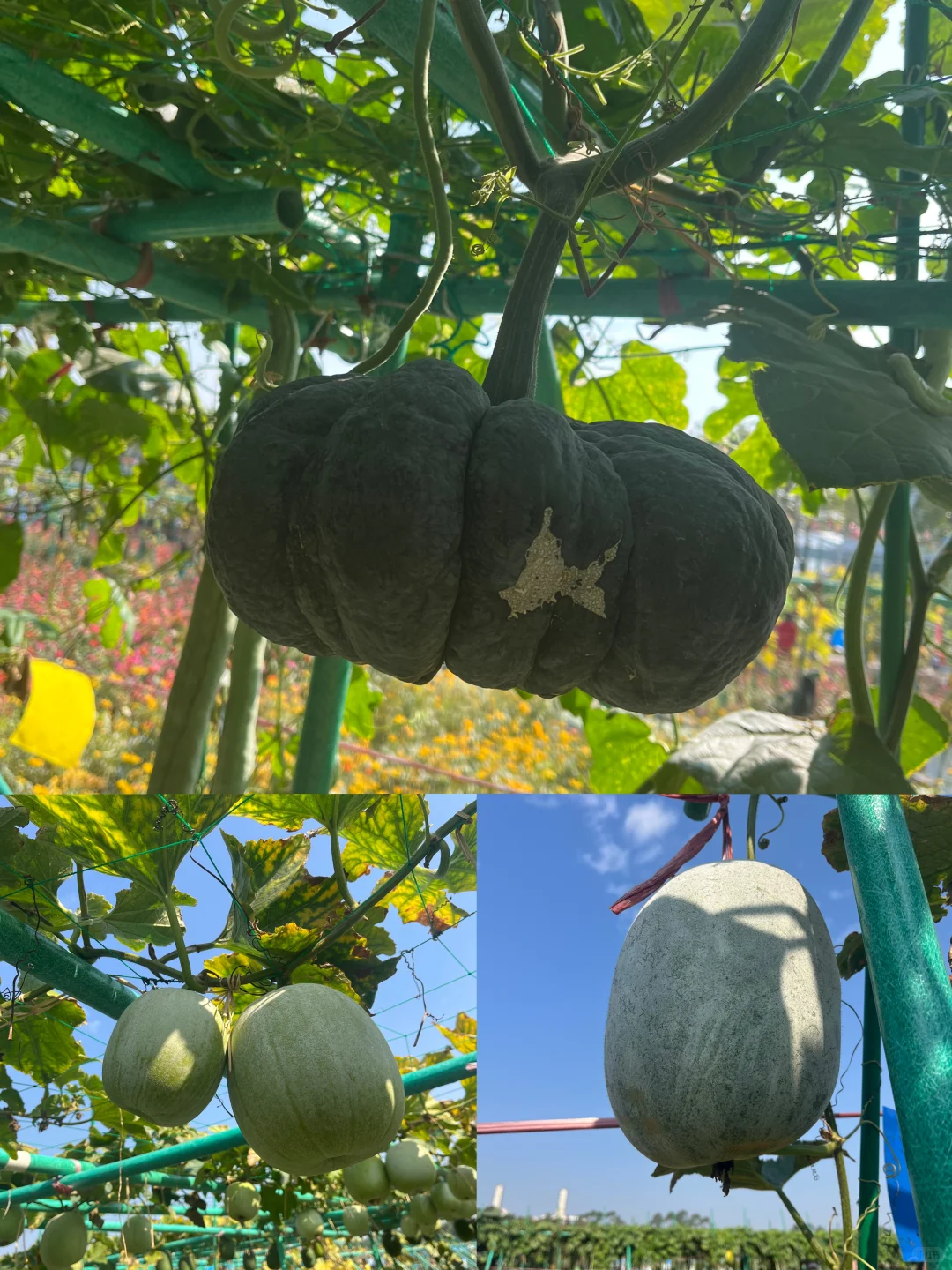 附免费预约链接?0元带娃逛东莞蔬菜展