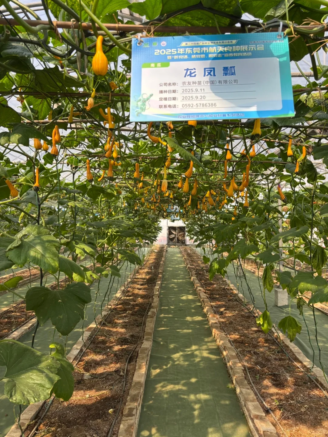 附免费预约链接?0元带娃逛东莞蔬菜展