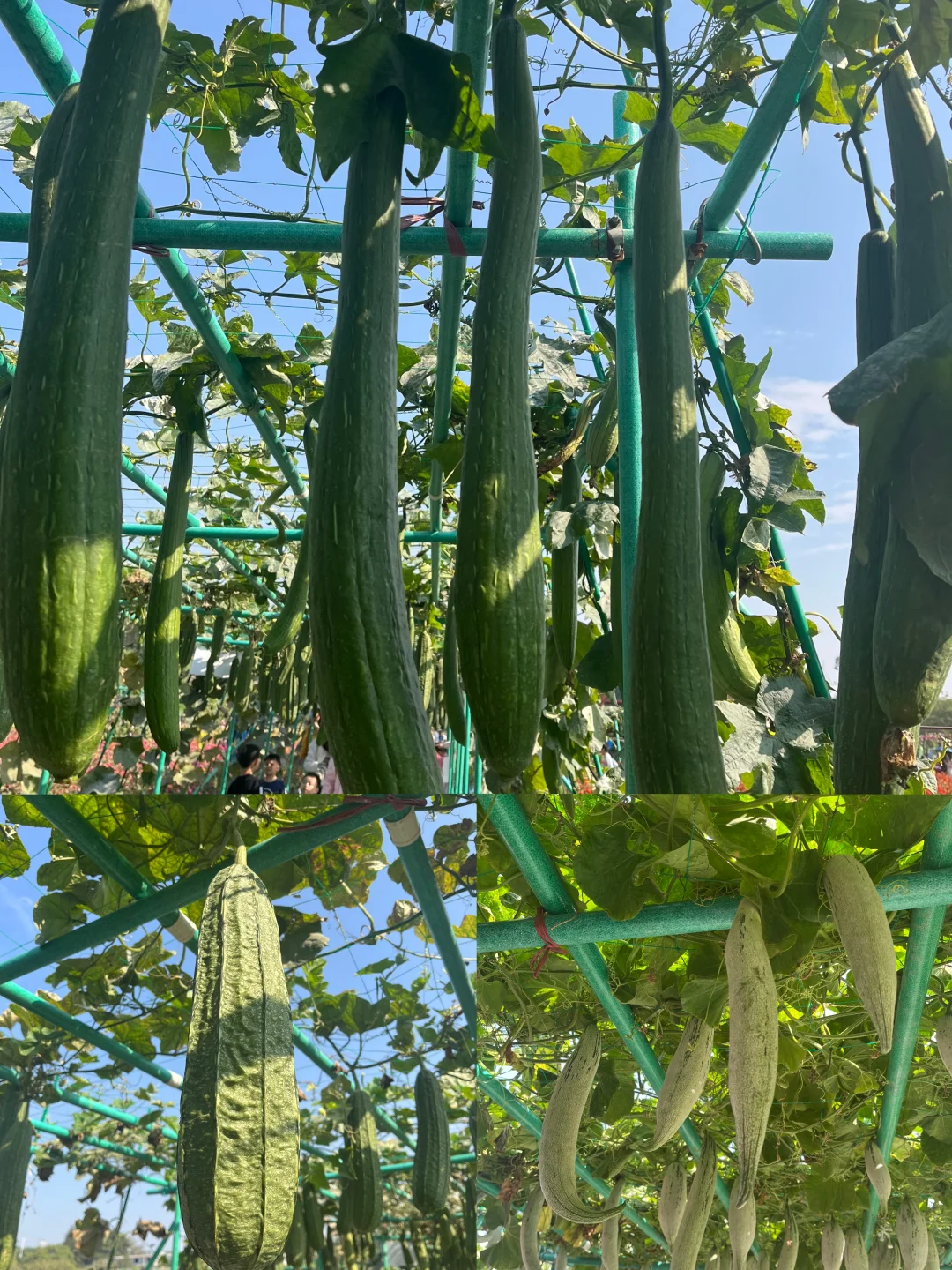 附免费预约链接?0元带娃逛东莞蔬菜展