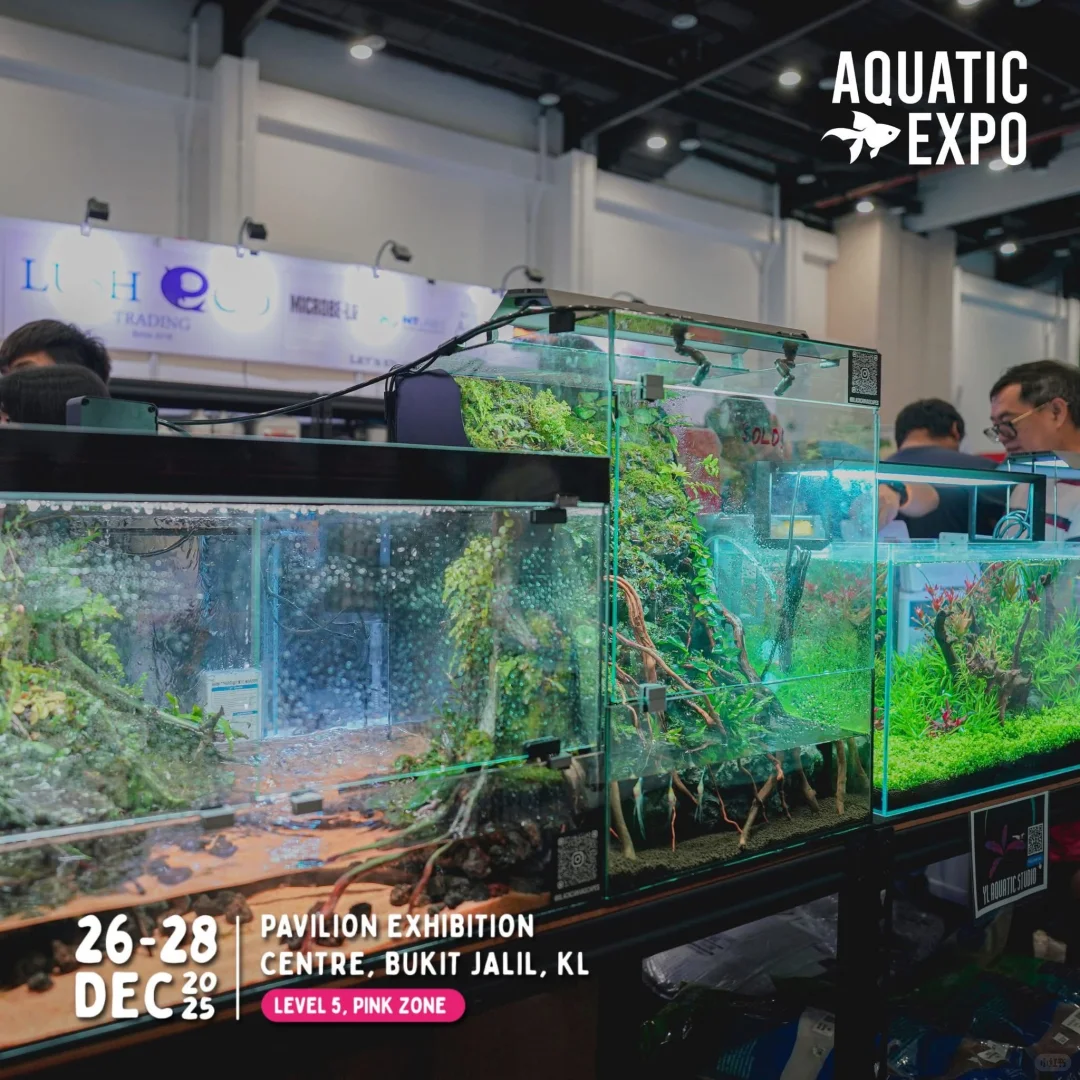 ?? 2025超大型水族展