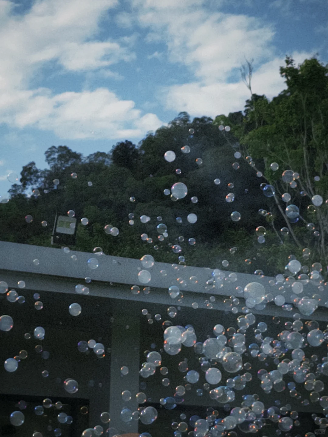 绣球花真好看???漳州东南花都