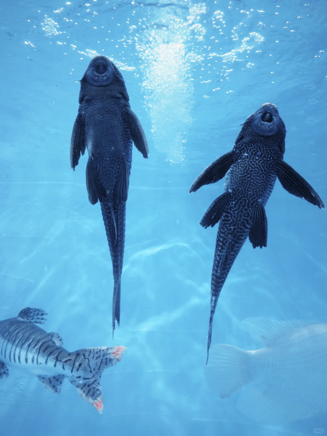 绣球花真好看???漳州东南花都