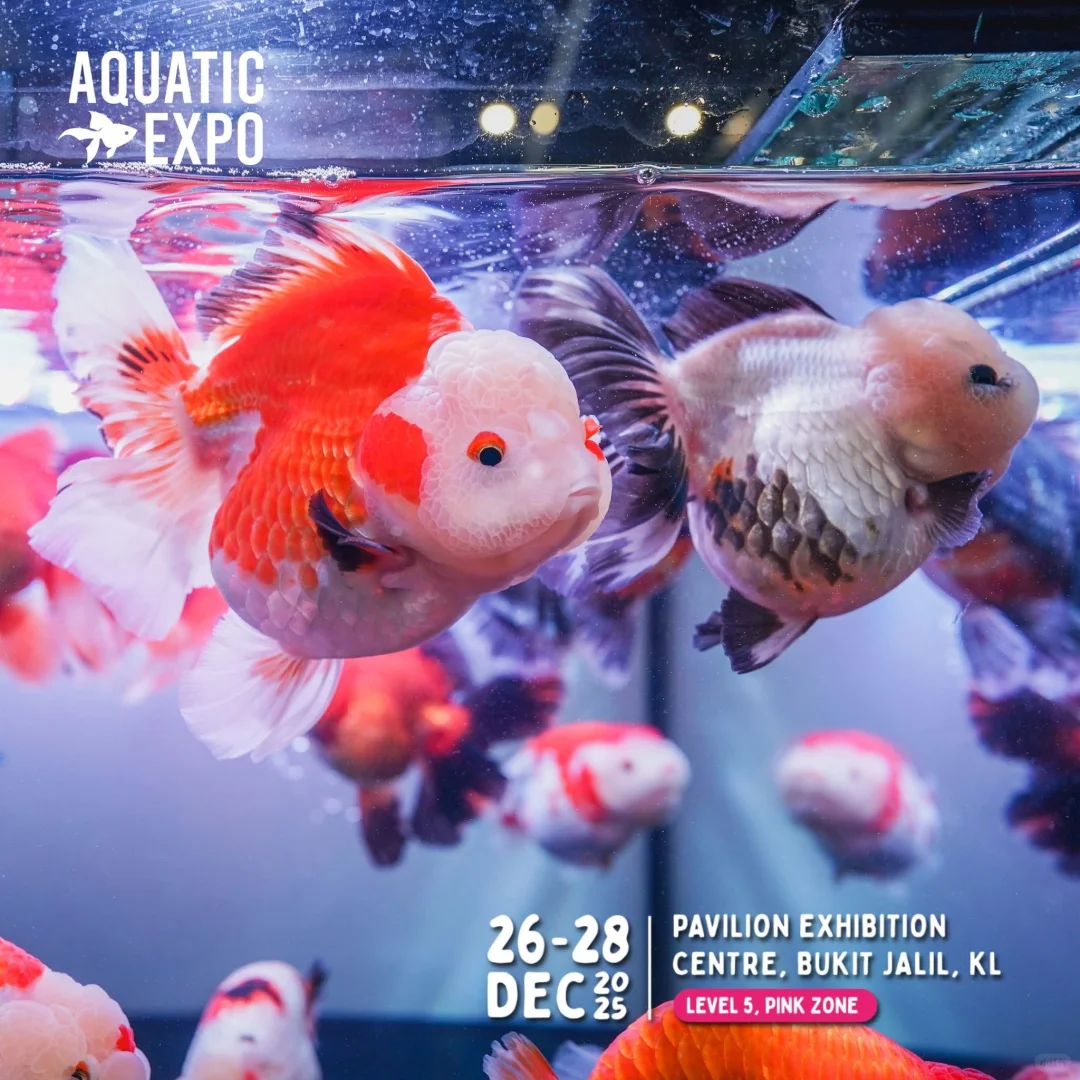 ?? 2025超大型水族展