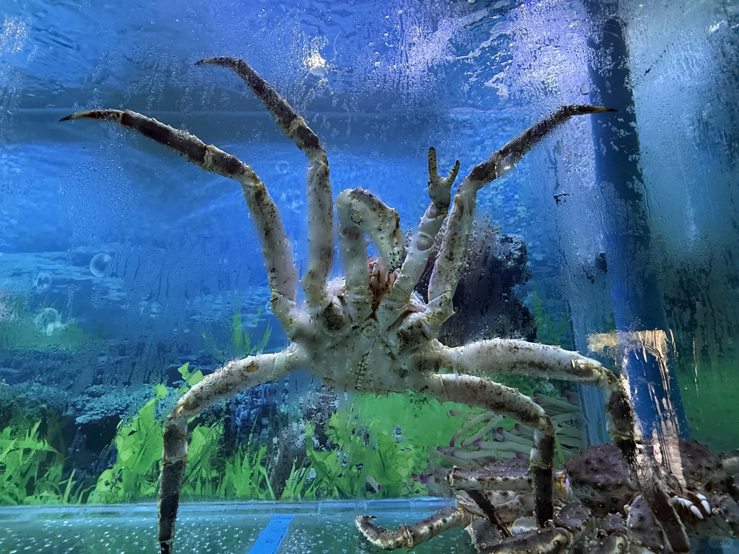 绣球花真好看???漳州东南花都