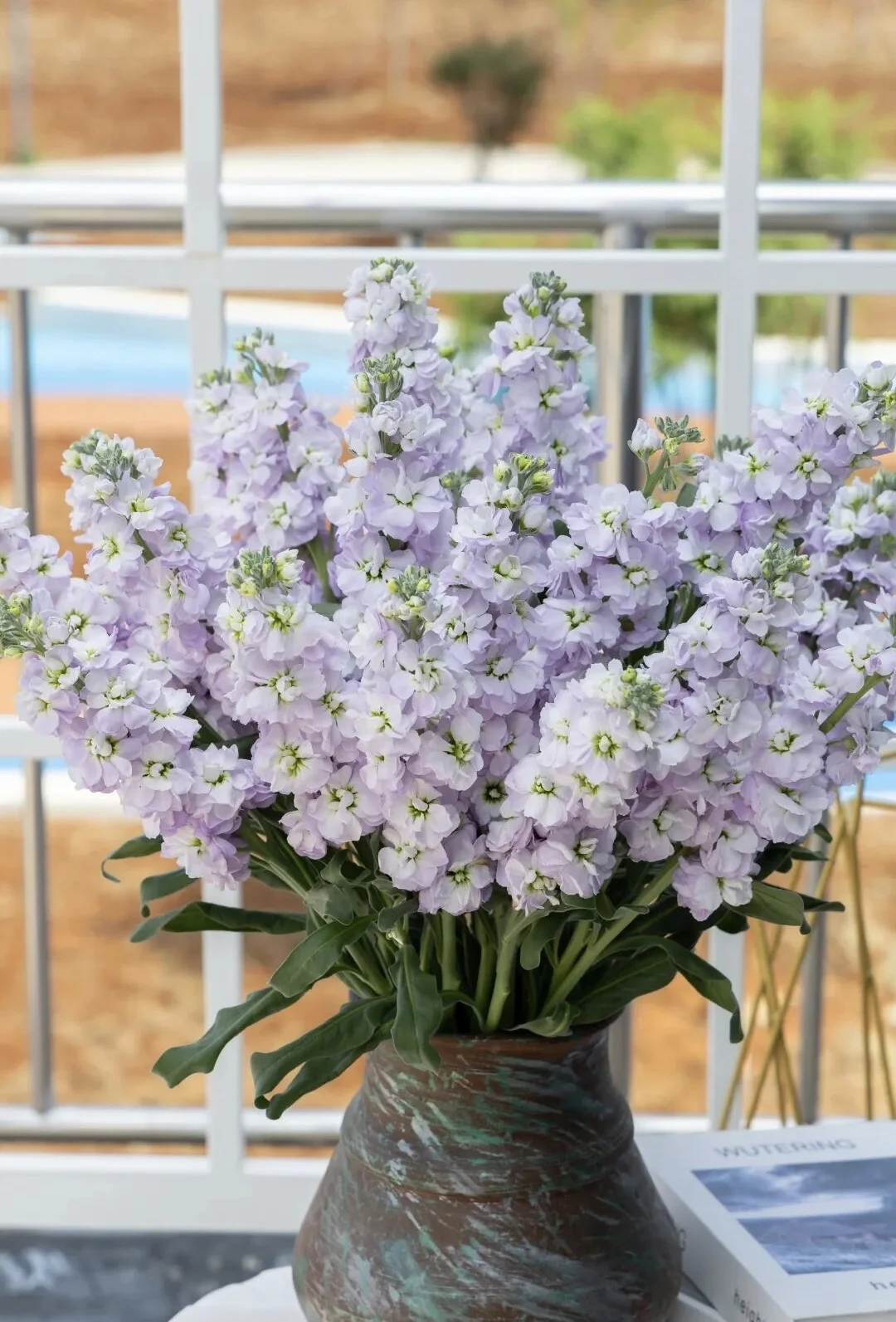 2026缤纷草花种苗新品推介会，诚邀您莅临！