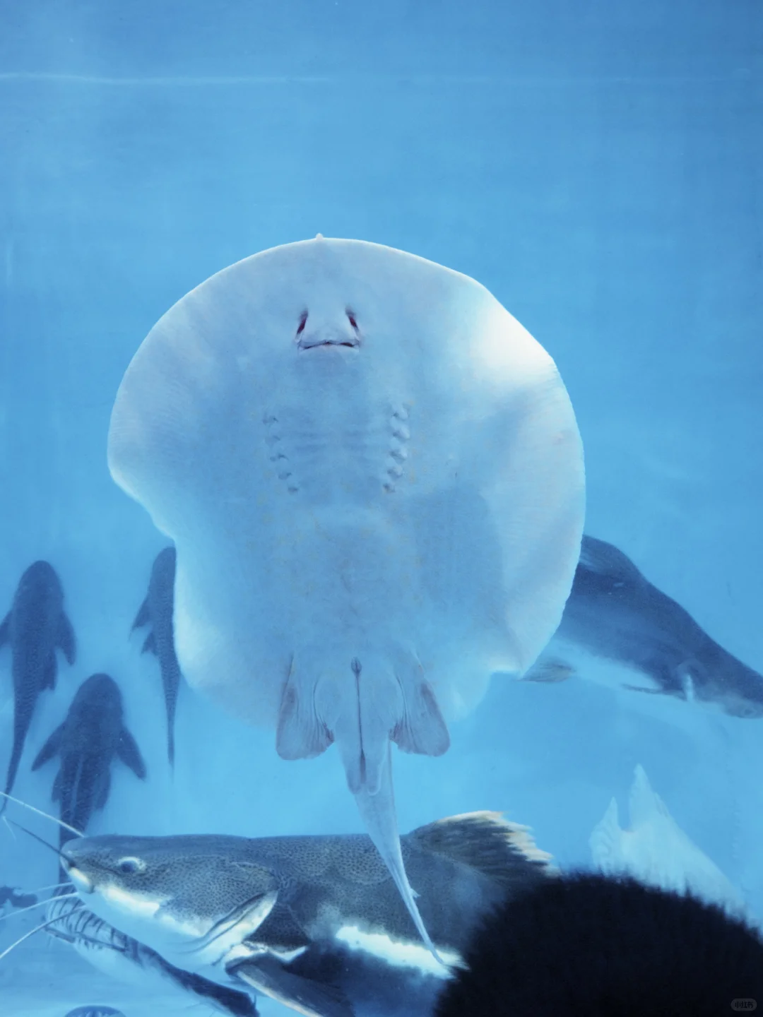 绣球花真好看???漳州东南花都