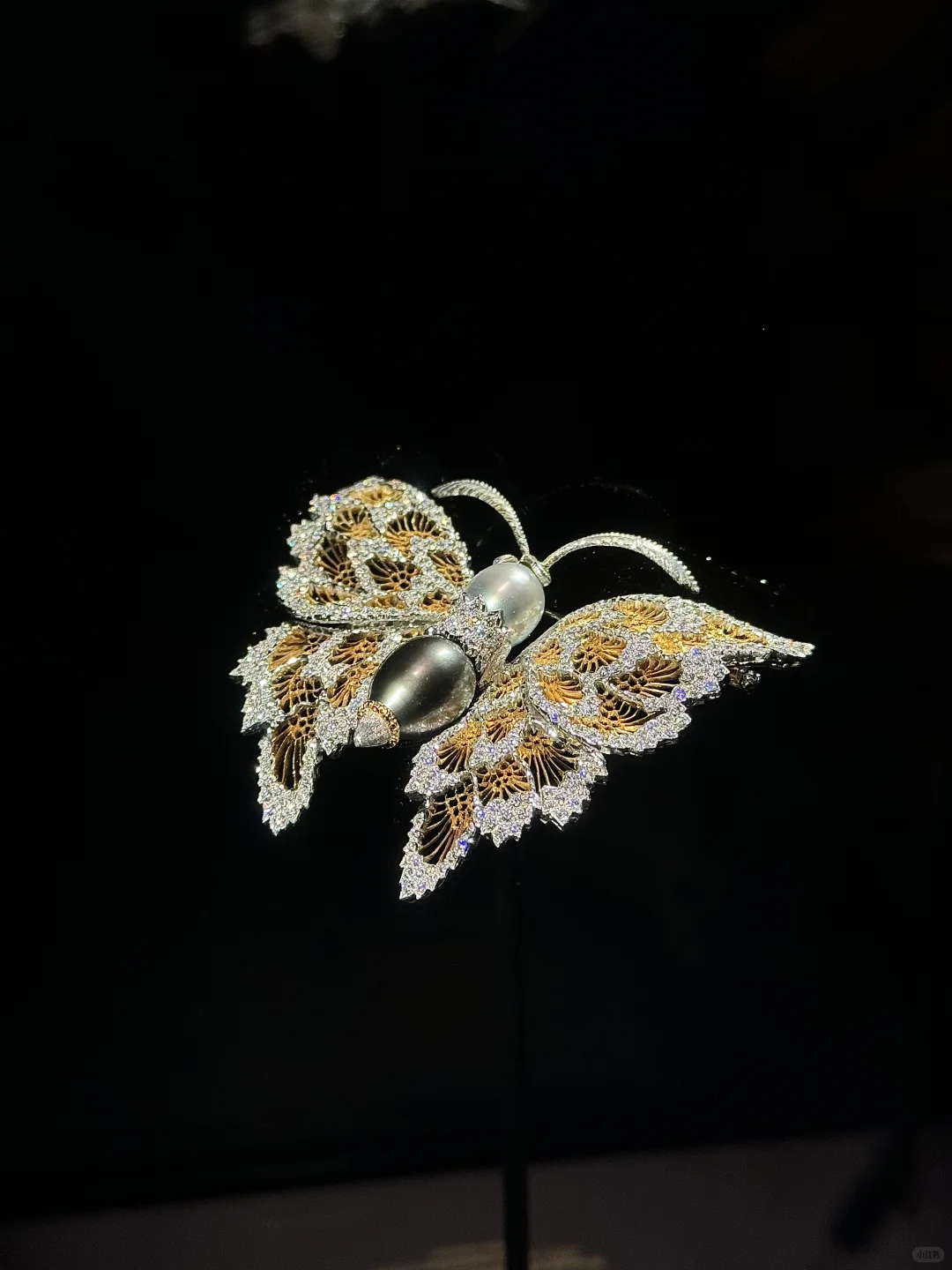 实探！布契拉提典藏上海展?抢先看！！