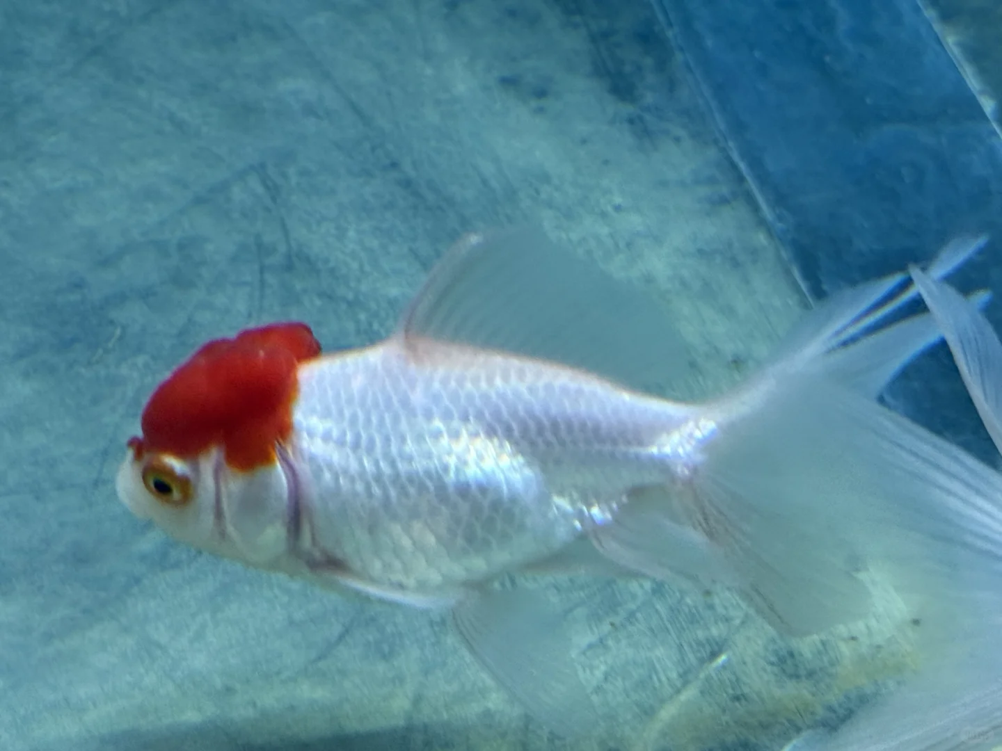 绣球花真好看???漳州东南花都