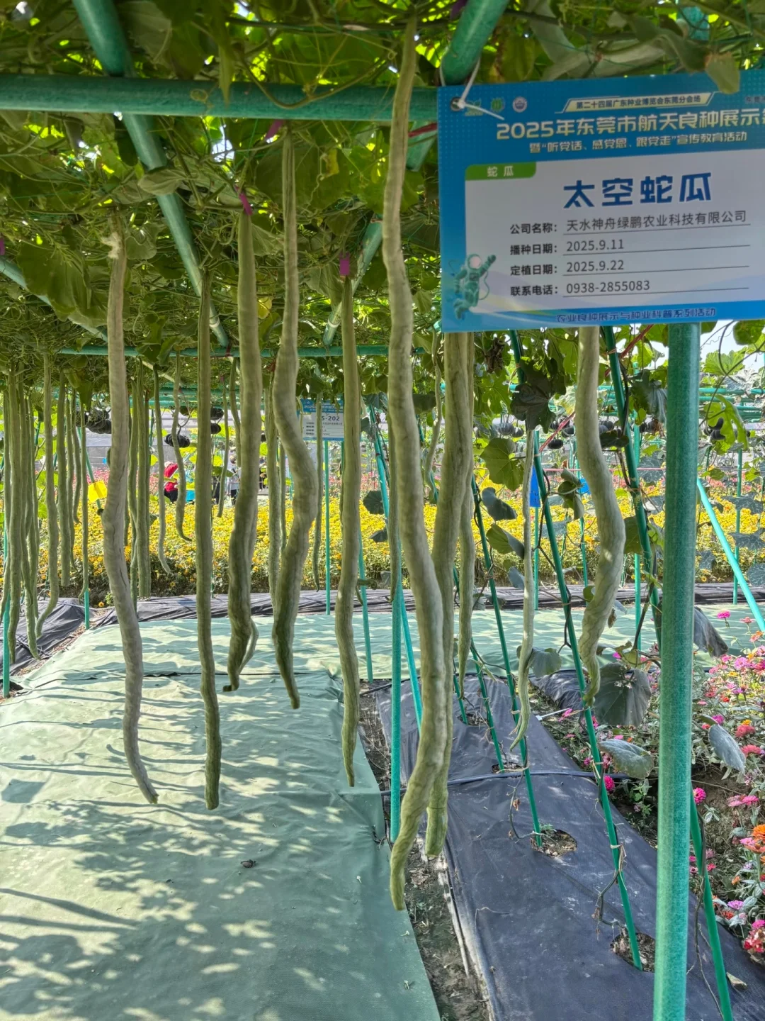 附免费预约链接?0元带娃逛东莞蔬菜展