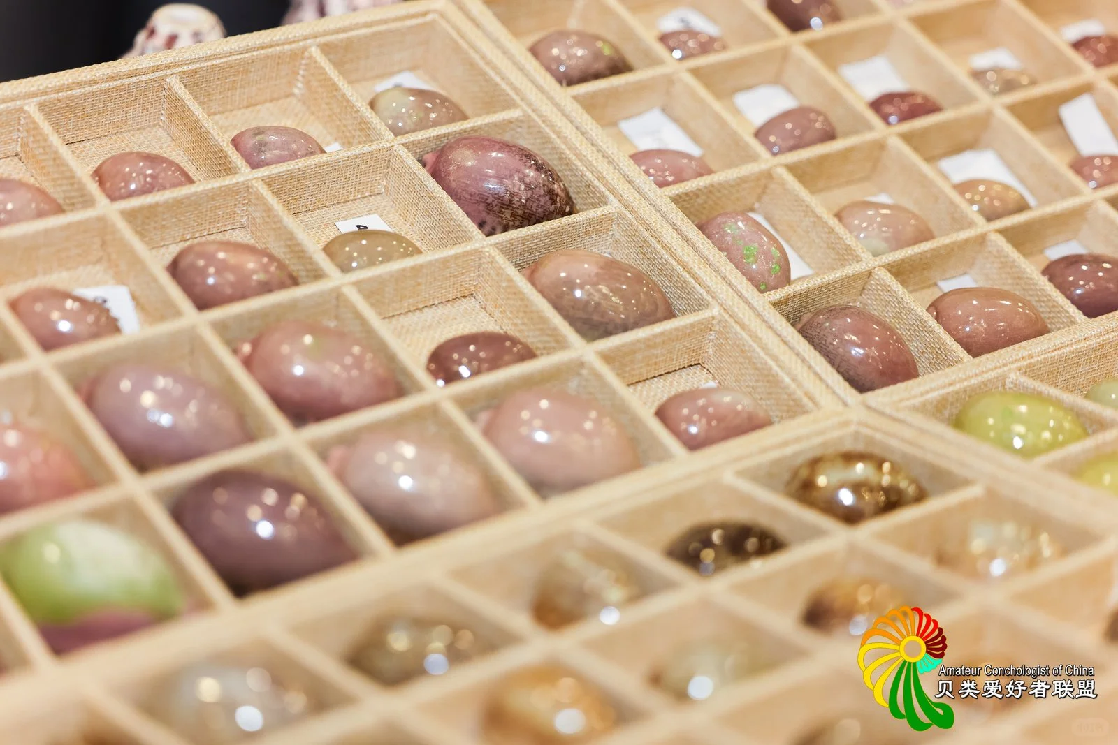 ?上海火热开展！?12.12-12.14贝壳展