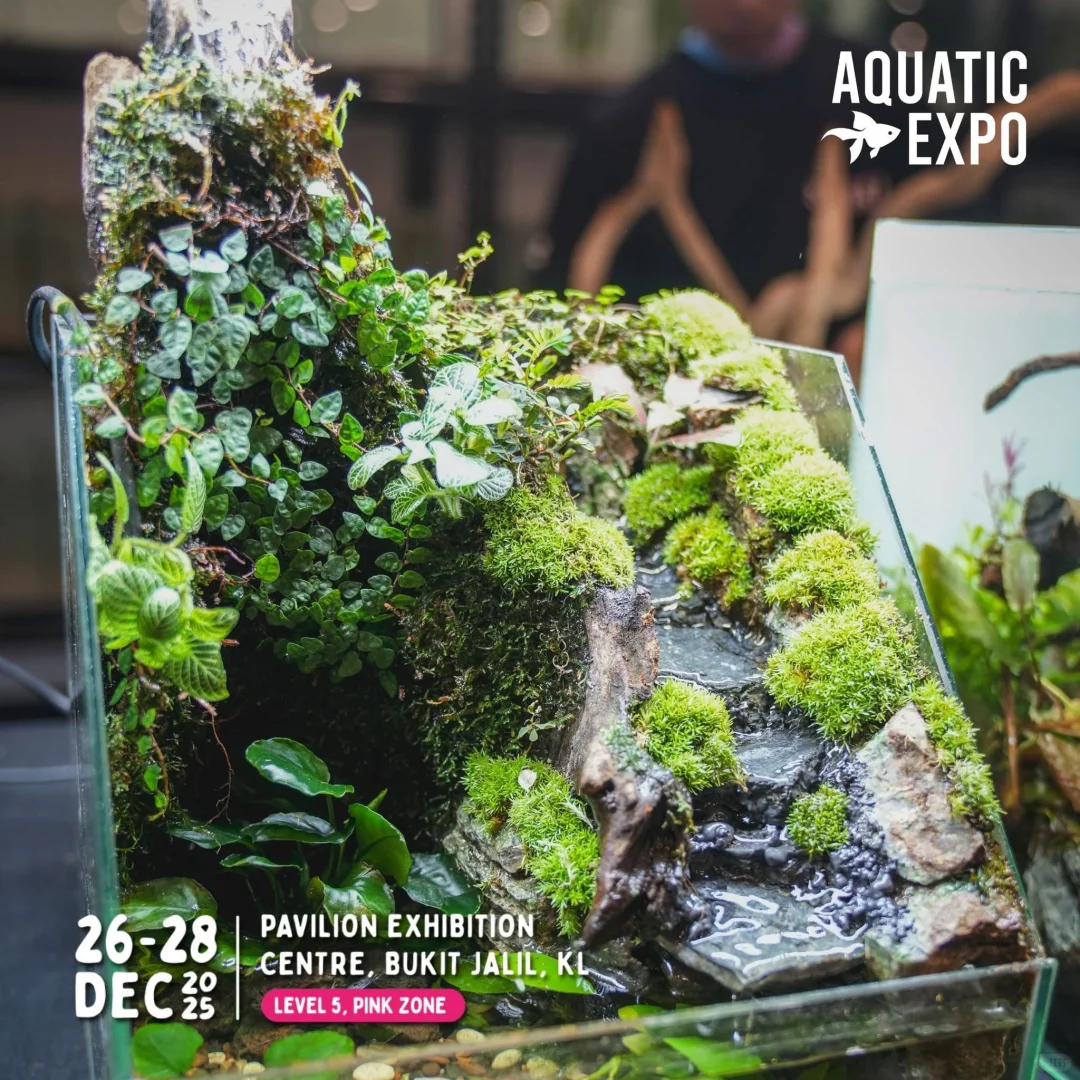 ?? 2025超大型水族展