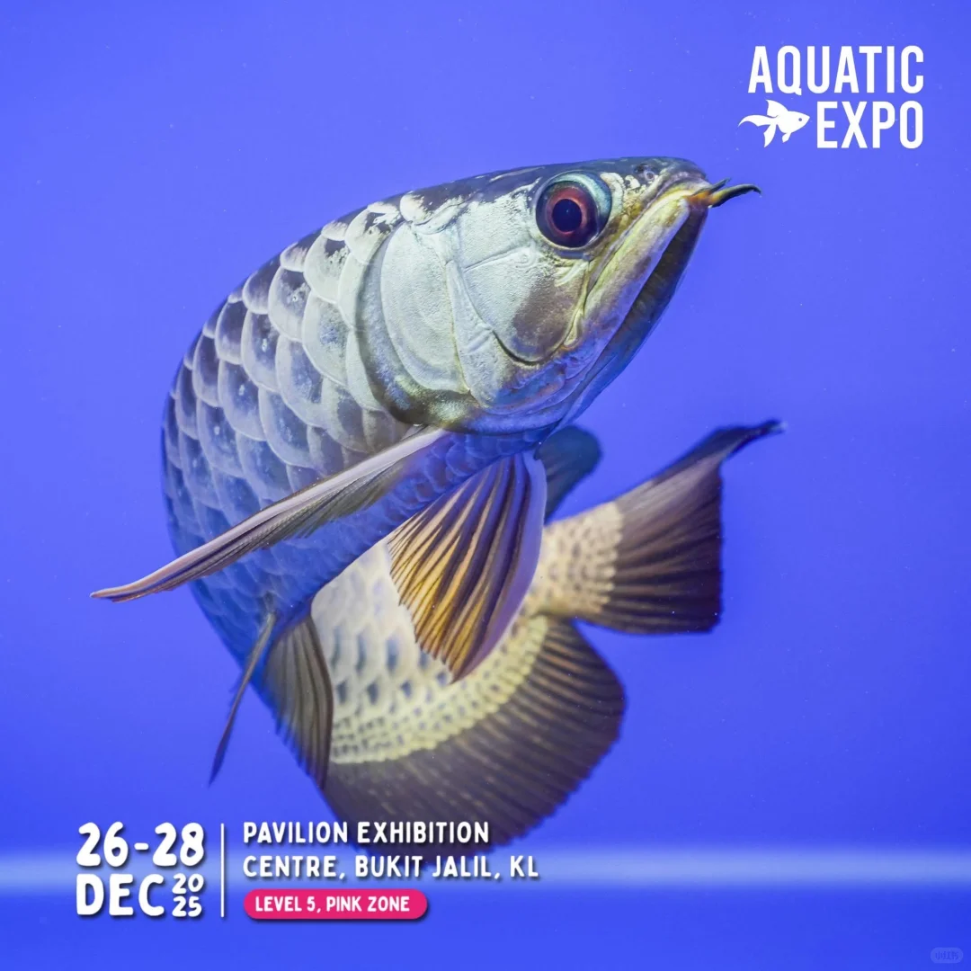 ?? 2025超大型水族展
