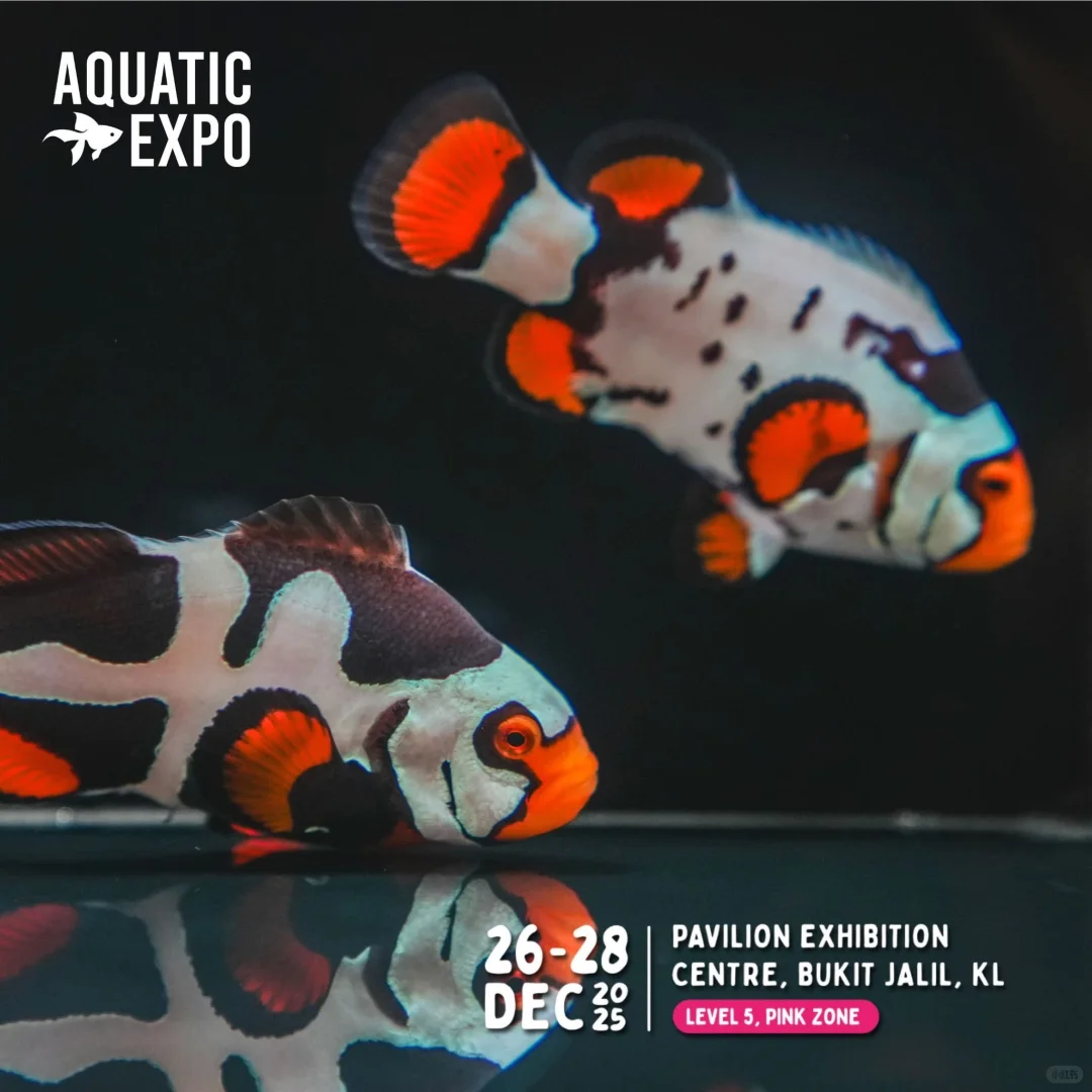 ?? 2025超大型水族展