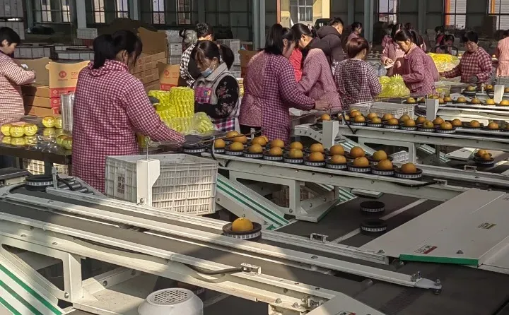 探秘秋月梨加工现场，每一口都是鲜与甜！