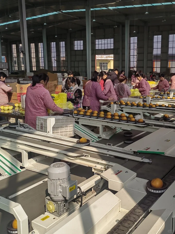 探秘秋月梨加工现场，每一口都是鲜与甜！
