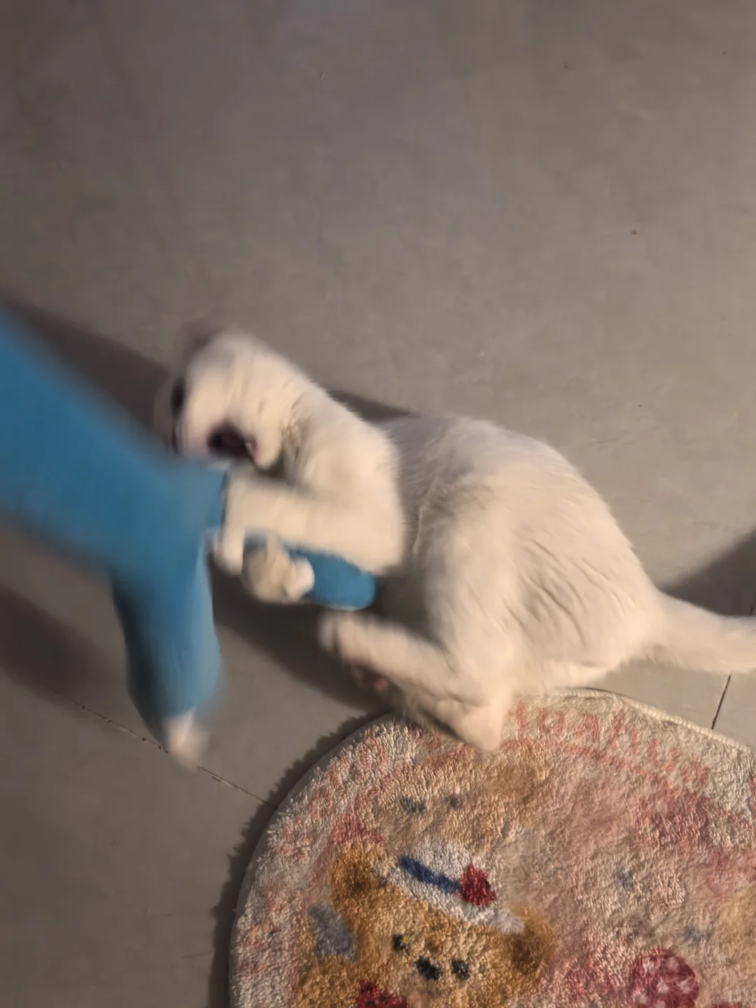 一月一号开门红咦咦咦