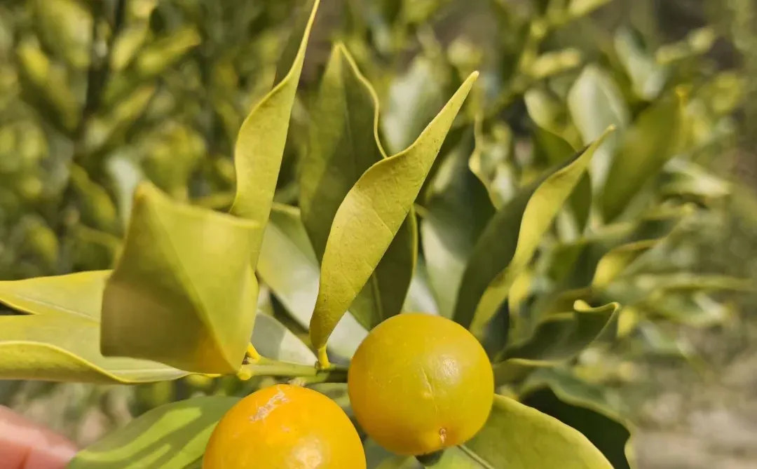 ?绝了！外贸新人秒get获客抄作业秘籍