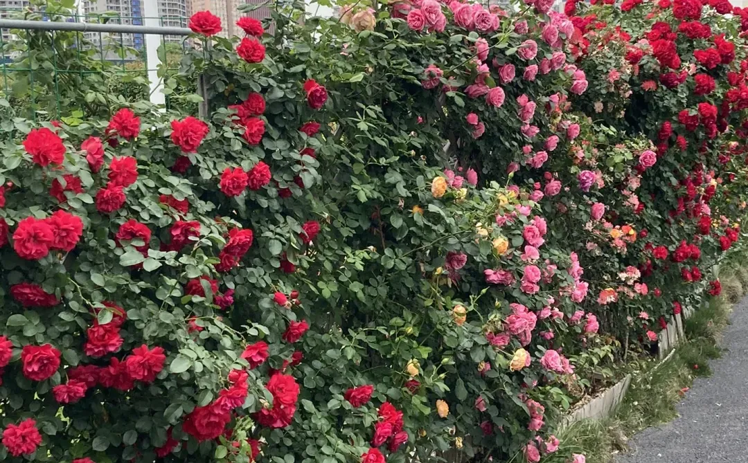 政府采购法第二十六条政府采购方式