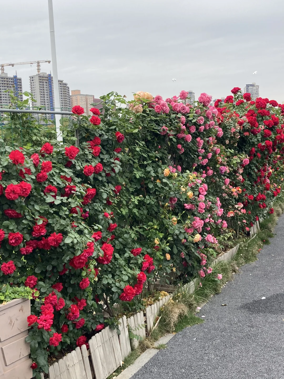 政府采购法第二十六条政府采购方式