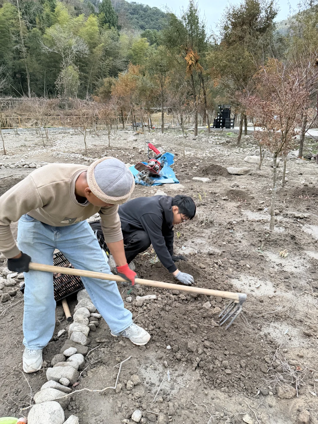 母鸡下蛋般 种郁金香