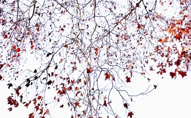 期待春的照面～?