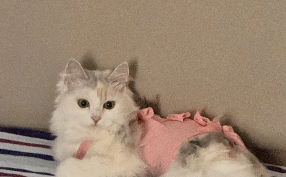 邯郸银三花相亲