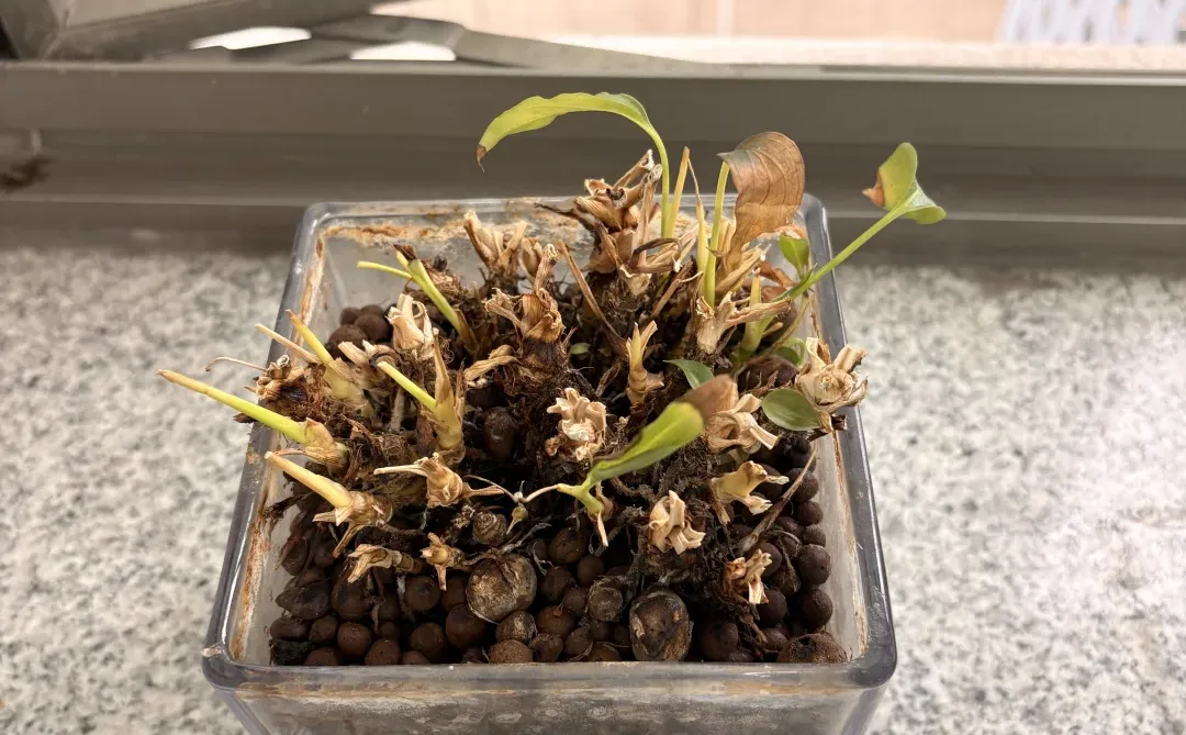 继承的绿植快养死了，还有救吗？