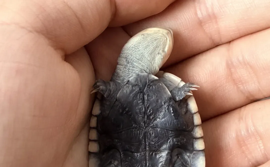 一想到它长大会变油腻