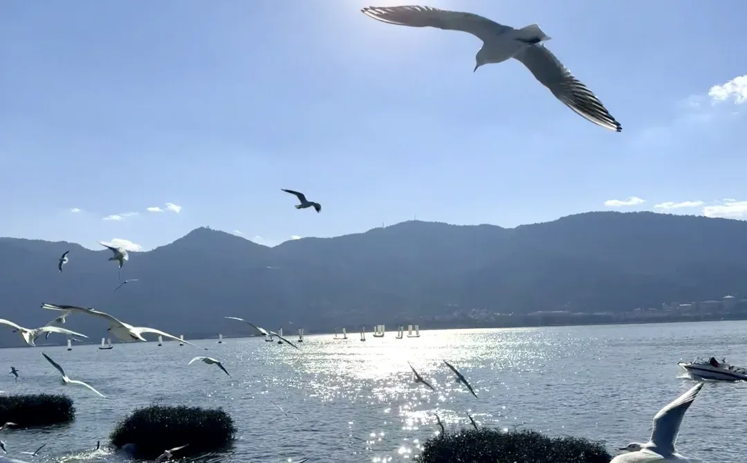 非常Lucky✌️遇到了滇池海鸥回迁时?
