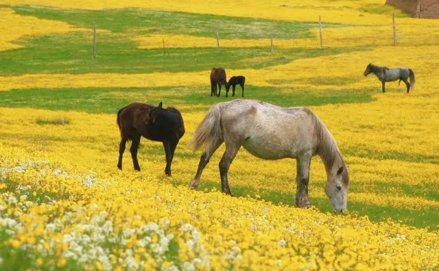 忘不掉伊犁野山花海的封神瞬间