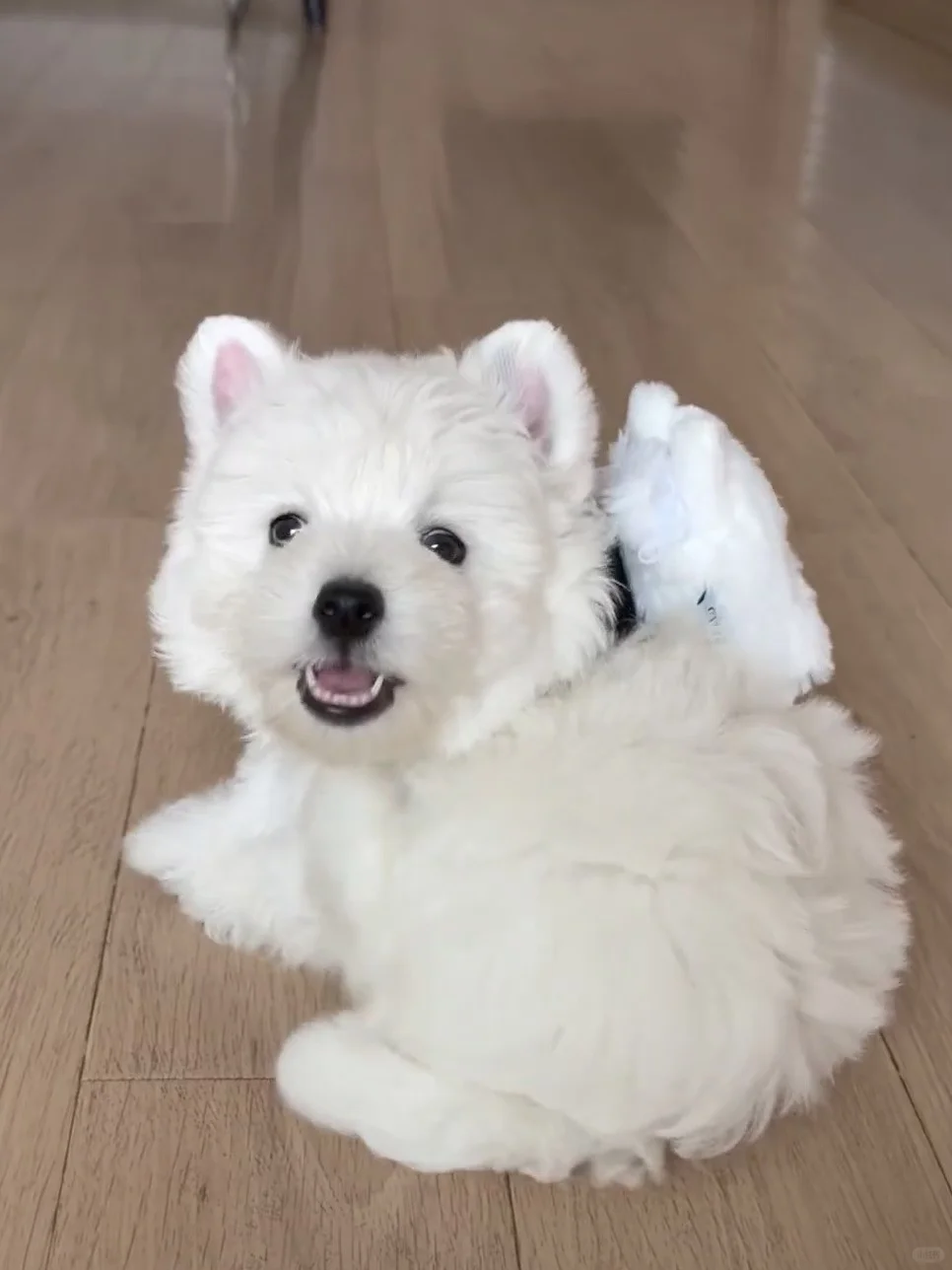 含泪出西高地 养不了了（3ooo?）