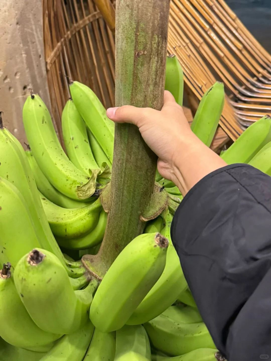 plog｜幸福寨屋 收获人生第一颗自种香蕉?