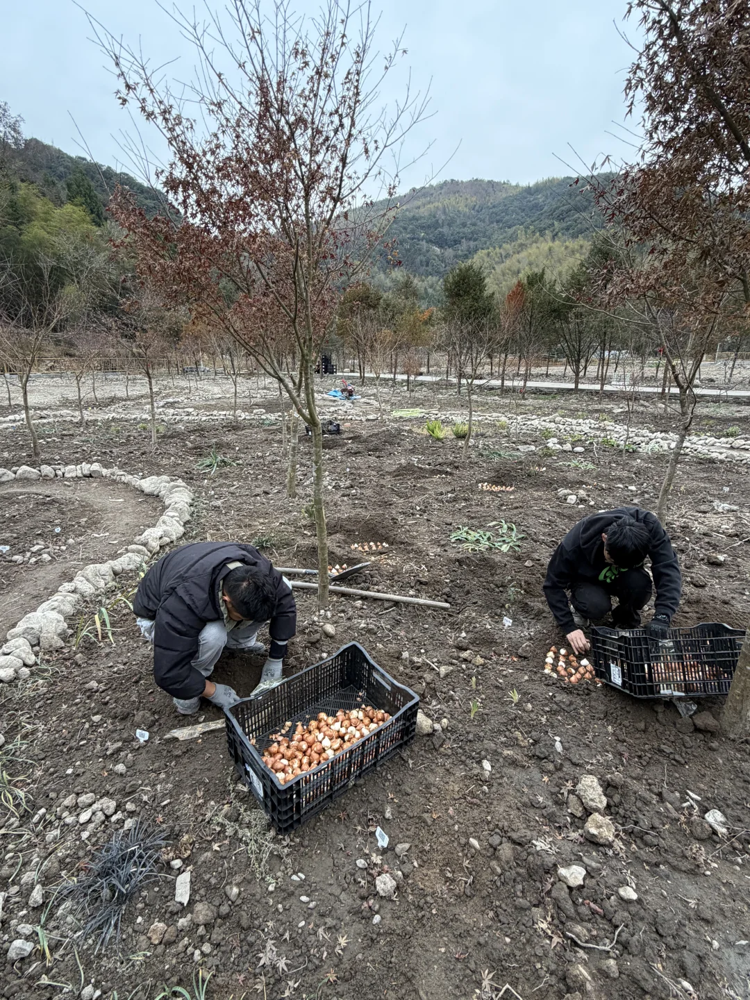 母鸡下蛋般 种郁金香